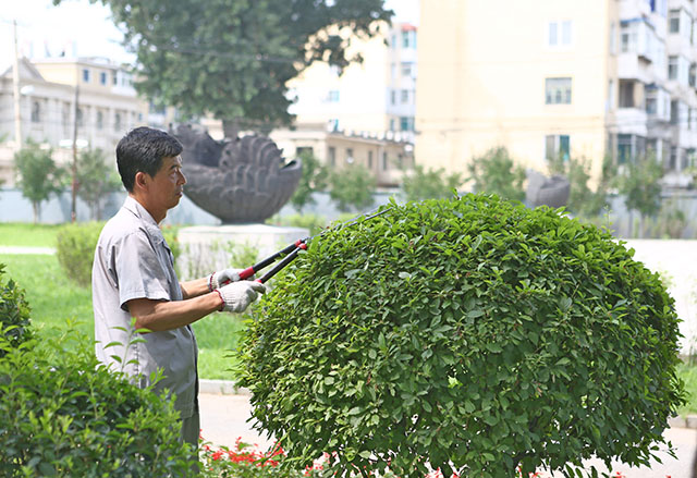 园艺师傅工作中